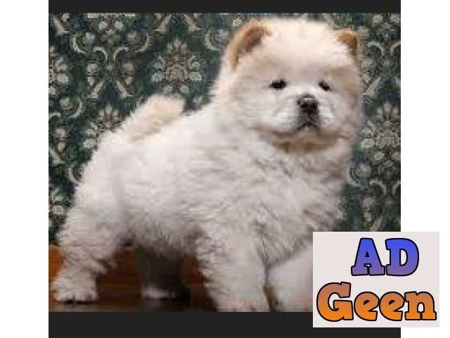 used 9312340383 Chow Chow for sale 